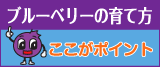ブルーベリーの育て方