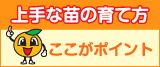 上手な苗の育て方